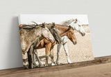 horses colors canvas2
