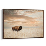 bison gold brn