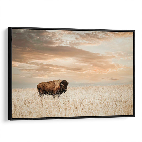 bison gold blk