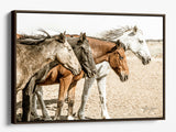 horses colors brown float frame