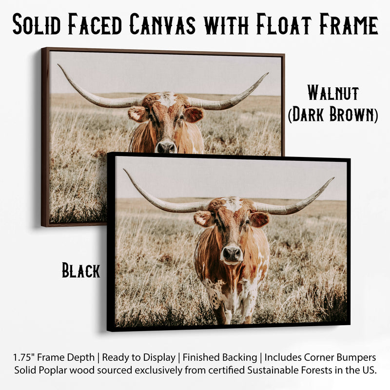 longhorn in grass float frames
